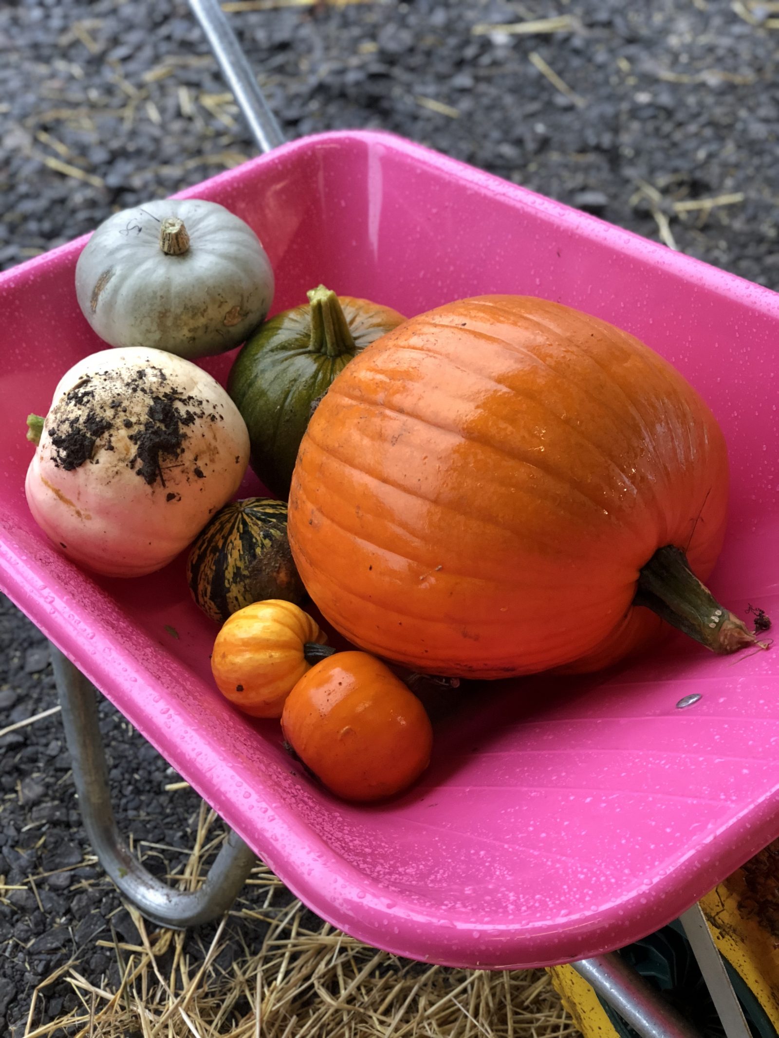 Pumpkin Picking, pumpkin patch, pumpkins, day in the Life, Penyfodau Fawr Farm, pick your own, memories, days out, family days out, south wales, Swansea, dear diary, autumn, 